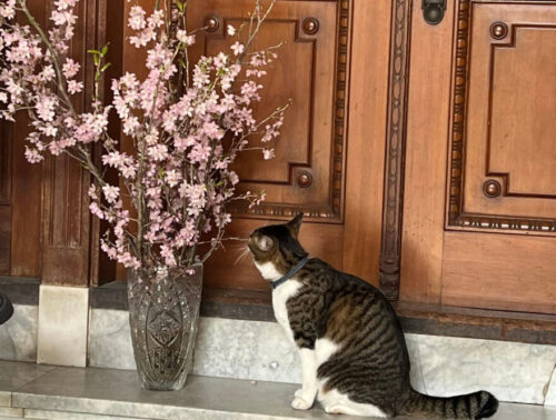 23萬翠荘　猫と桜